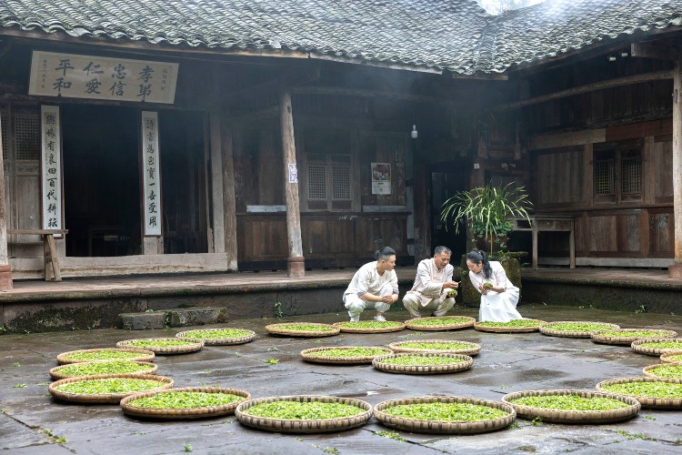 名山盛世影城 袁丁《心手相传》张跃华（中）带着弟子闵鹏飞（左一）、李杨琴（右一），鉴别鲜叶原料的品种 名山区永兴镇红岩村.jpg